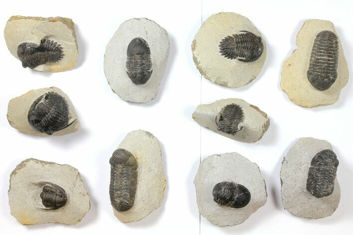 Lot: Assorted Devonian Trilobites - Pieces #119927